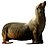 California sea lion