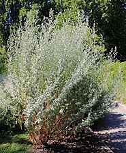 Odlad i botaniska trädgården i Prag, Tjeckien.