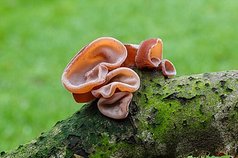 Oreille de Judas, basidiomycète comestible. (définition réelle 5 184 × 3 456)