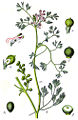 Fumaria parviflora