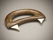 Кастет из зубов[нем.] тигровой акулы, собран на Гавайских островах около 1778 года