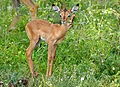 Jeune (Parc national Kruger, Afrique du Sud).