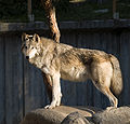 アラスカオオカミ Canis lupus occidentalis