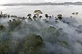 Image 29Mist condensing over rainforest in Danum Valley Conservation Area, Malaysia. (from Old-growth forest)