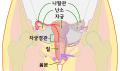 여성 해부의 전면 개요