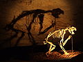 Skamieniały szkielet Thylacoleo carnifex w Naracoorte Caves National Park, Australia Południowa.