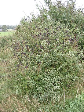 Aitalikusteri (Ligustrum vulgare)