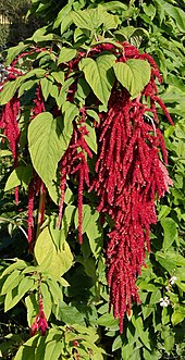 Astainais amarants (Amaranthus caudatus)