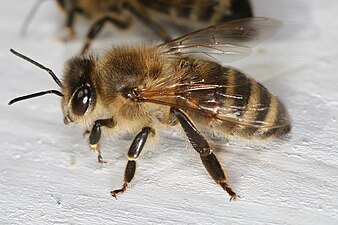 Abeille (ici abeille domestique, Apis mellifera)