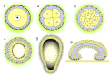 Цинктобластульный тип развития. 1 — яйцо, 2 — дробление, 3 — морула, 4 — целобластула, 5 — цинктобластула, 6 — метаморфоз