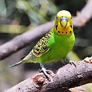 Periquito australiano (Melopsittacus undulatus), una de las aves más famosas de Australia.