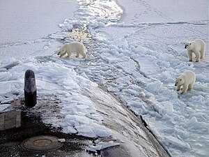 Polar Bears near the north pole approach the submarine USS Honolulu