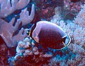 Mailed butterflyfish Chaetodon ("Citharoedus") reticulatus