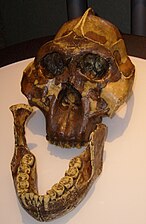 Crâne de 1,75 million d'année découvert par Mary Leakey en 1959 en Tanzanie).