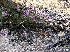 Tar and wild flower run within La Brea campus (2014)