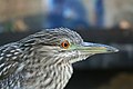 Close-up of juvenile, United States.