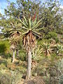 Aloe ferox