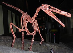 Squelette de Buitreraptor.