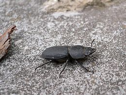 Рогач малий, Dorcus parallelipipedus (Linnaeus, 1758)