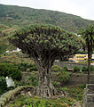 O antiquíssimo e famoso exemplar de Dragoeiro em Icod de los Vinos, Tenerife