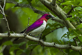 Cinnyricinclus leucogaster