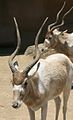 Dos Addax