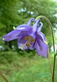 Fiore di Aquilegia vulgaris, diffusa in tutta Italia esclusa la Sardegna