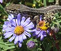 Image 3 Cape skink Cape skink – Trachylepis capensis. Close-up on purple Aster flowers. More selected pictures