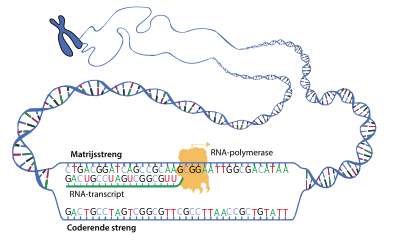 Schematische voorstelling van de transcriptie van het DNA (blauw) naar mRNA (groen). Het enzym RNA-polymerase schuift langs de DNA-keten en zorgt voor polymerisatie van de nucleotiden op basis van de complementaire matrijsstreng.