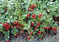 Krüünbei, Foosbei (Vaccinium vitis-idaea)