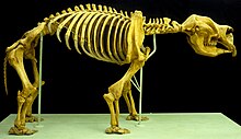 Kostra rodu Diprotodon, mohutný býložravec příbuzný vombatům vážil téměř 3 tuny