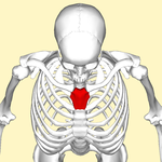 Manubrium sternal représenté en rouge