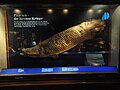 Un pirarucu (Arapaima) del riu Amazones, Brasil