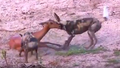 Due licaoni mentre sbranano un impala adulto.