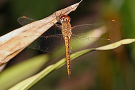 Wandering glider horizontal edit1