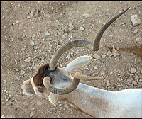 Close-up on the spiral horns