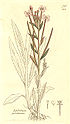 Epilobium parviflorum