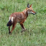 Inja yasendle yaseTopiya Canis simensis