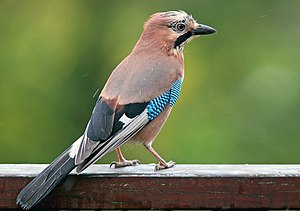 Heeger (Garrulus glandarius) LC - least concern (ei trüüwet)