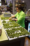 Making kale chips in Illinois