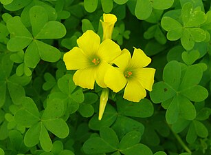 חמציץ נטוי (1.1.2010) Oxalis pes-caprae ‏ (צלם: אני). לתמונות נוספות: חמציצים