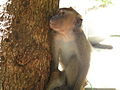 Philippine long-tailed macaque (Macaca fascicularis philippinensis; unggoy in the Visayan languages)