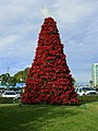 Božično drevo v San Diegu, izdelano iz božičnih zvezd