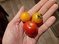 Niektoré paradajky sú po dozretí červené, niektoré žlté