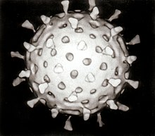 "Rotavirus"