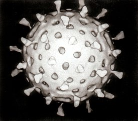 Компьютерная реконструкция ротавируса, основанная на нескольких микрографах