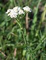 Achillea millefolium