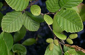 Typiska blad på Alnus incana rugosa och omogna kottar