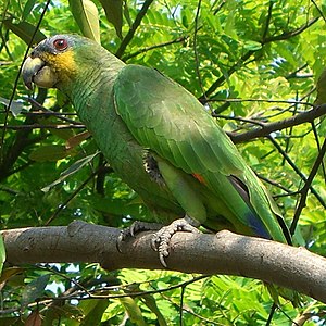 Tava-amatsoonpapagoi (Amazona amazonica))