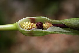 Spadice la Arum maculatum (rodul-pământului). De la stânga la dreapta: flori femeiești, flori bărbătești, flori sterile, apendice